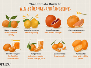 illustration showing variety of winter oranges