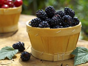 Blackberries in a Basket