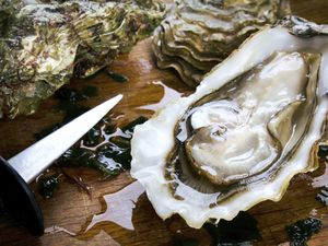 Oyster with oyster knife