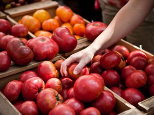 Fresh Tomatoes at Market