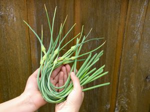 Garlic scapes