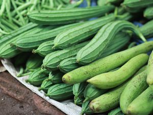 Angled luffa and smooth luffa