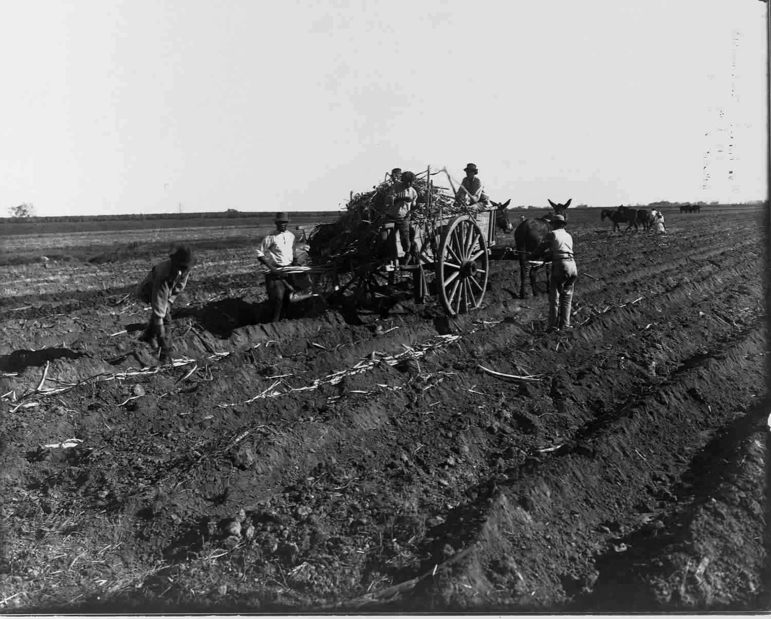 farmers tilling their land