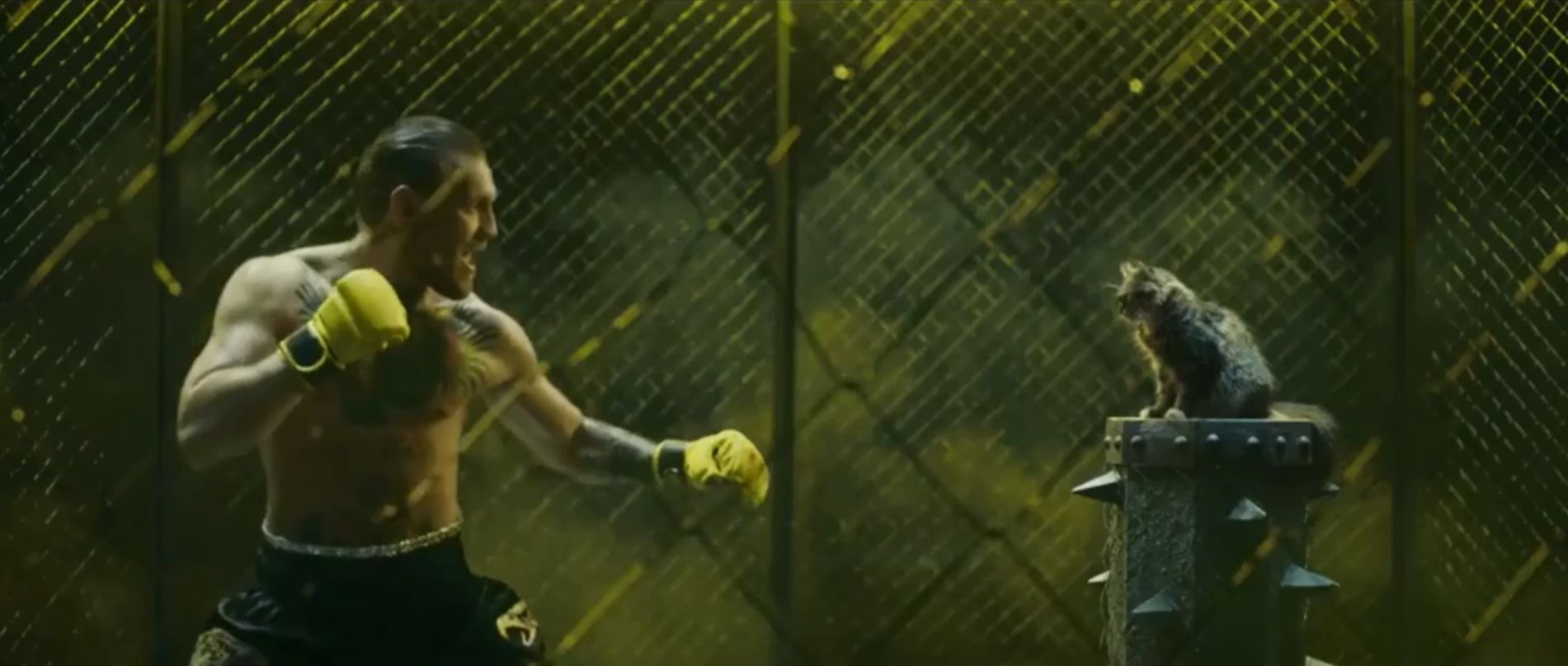  In one part of the video, Conor McGregor gets set to fight a cat