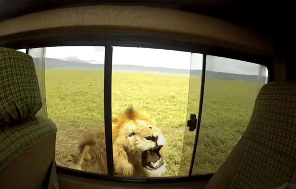 the man tries to close the sliding window and fails, the unimpressed lion snaps his head and roars at the car