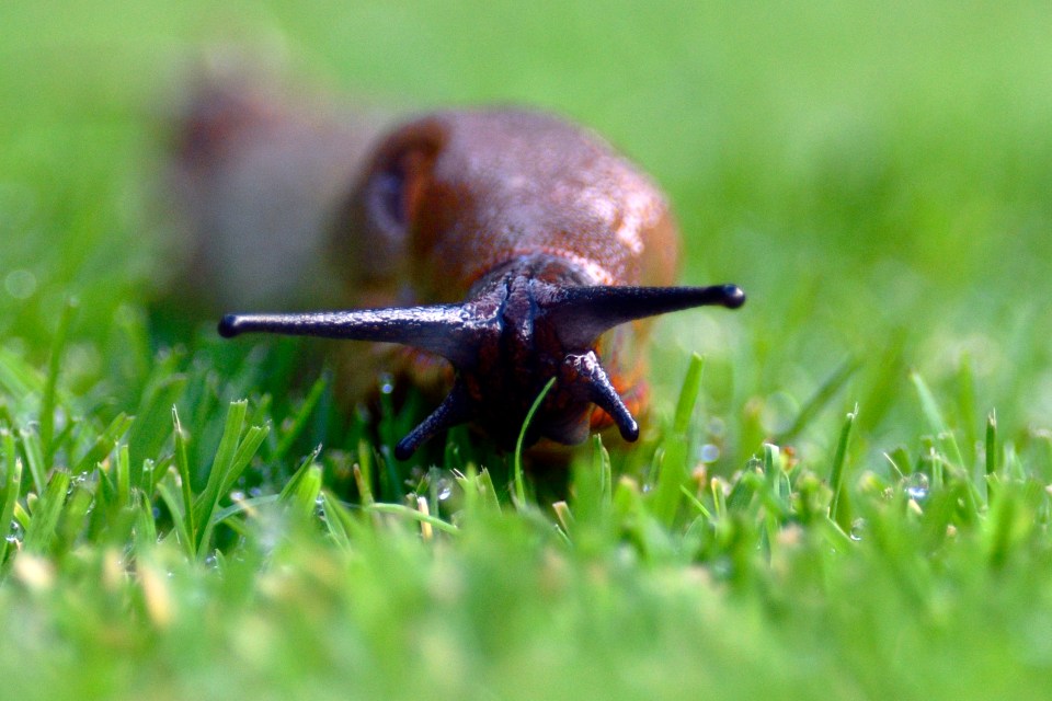 Experts revealed how you can use beer, eggshells and electrostatic shocks to keep slugs at bay