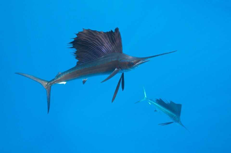 The fishing boat is equipped to hunt large predatory fish like swordfish