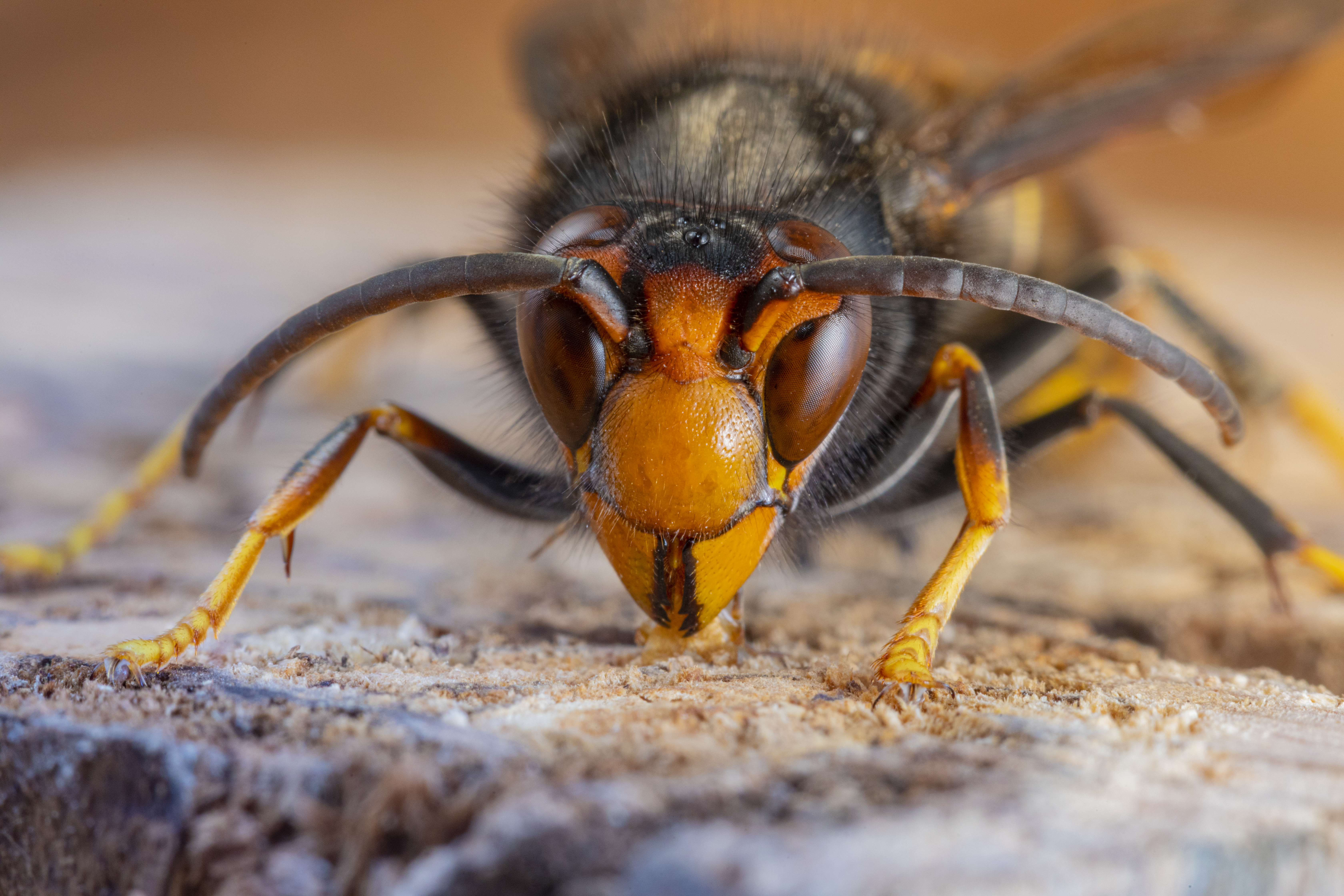  Britain is on alert for Asian hornets