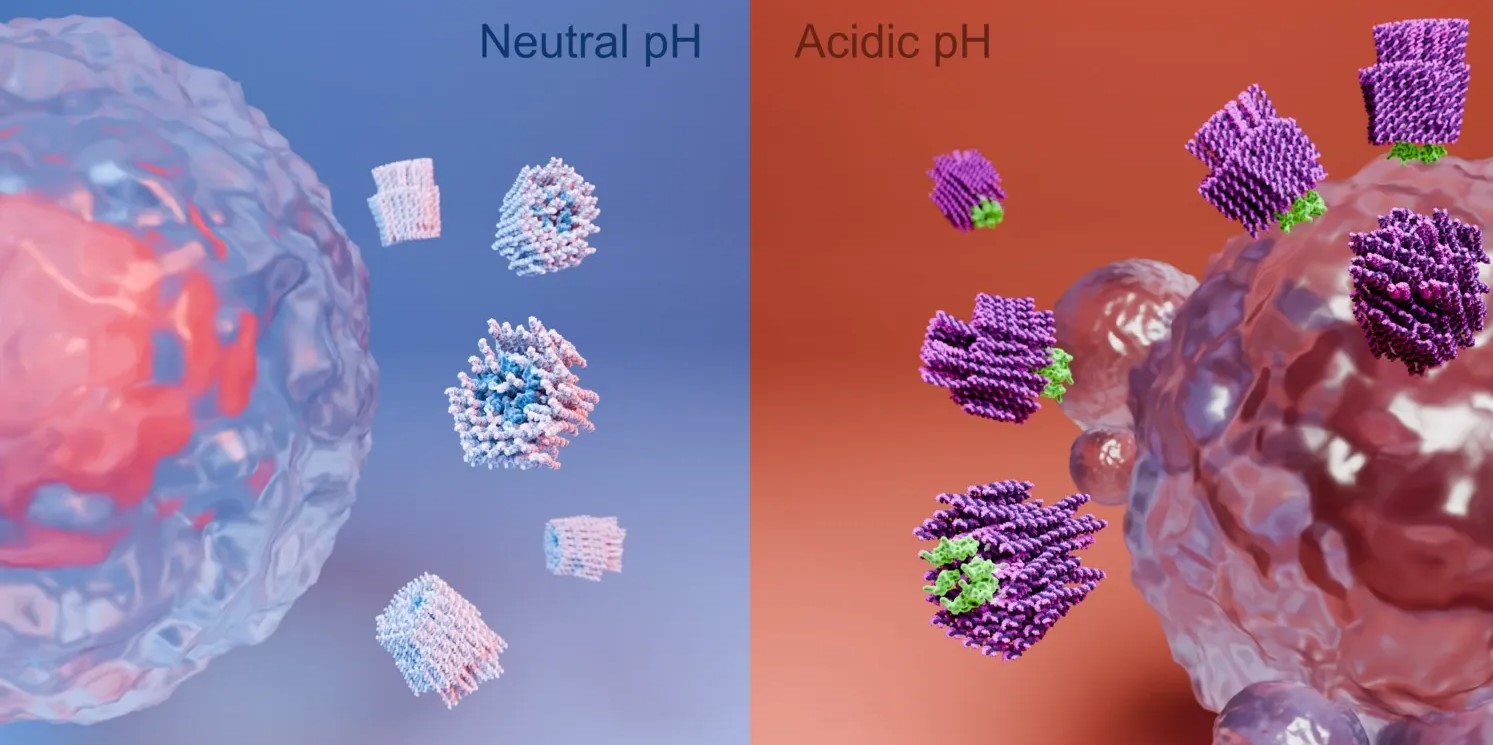 The nanorobot's weapons are only exposed in the acidic environment found in and near a solid tumor