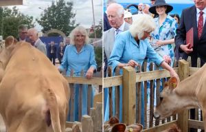 Charles & Camilla giggle as they're confronted by 2 VERY frisky cows