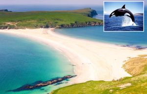 UK holiday destination that's one of the world's best whale watching spots