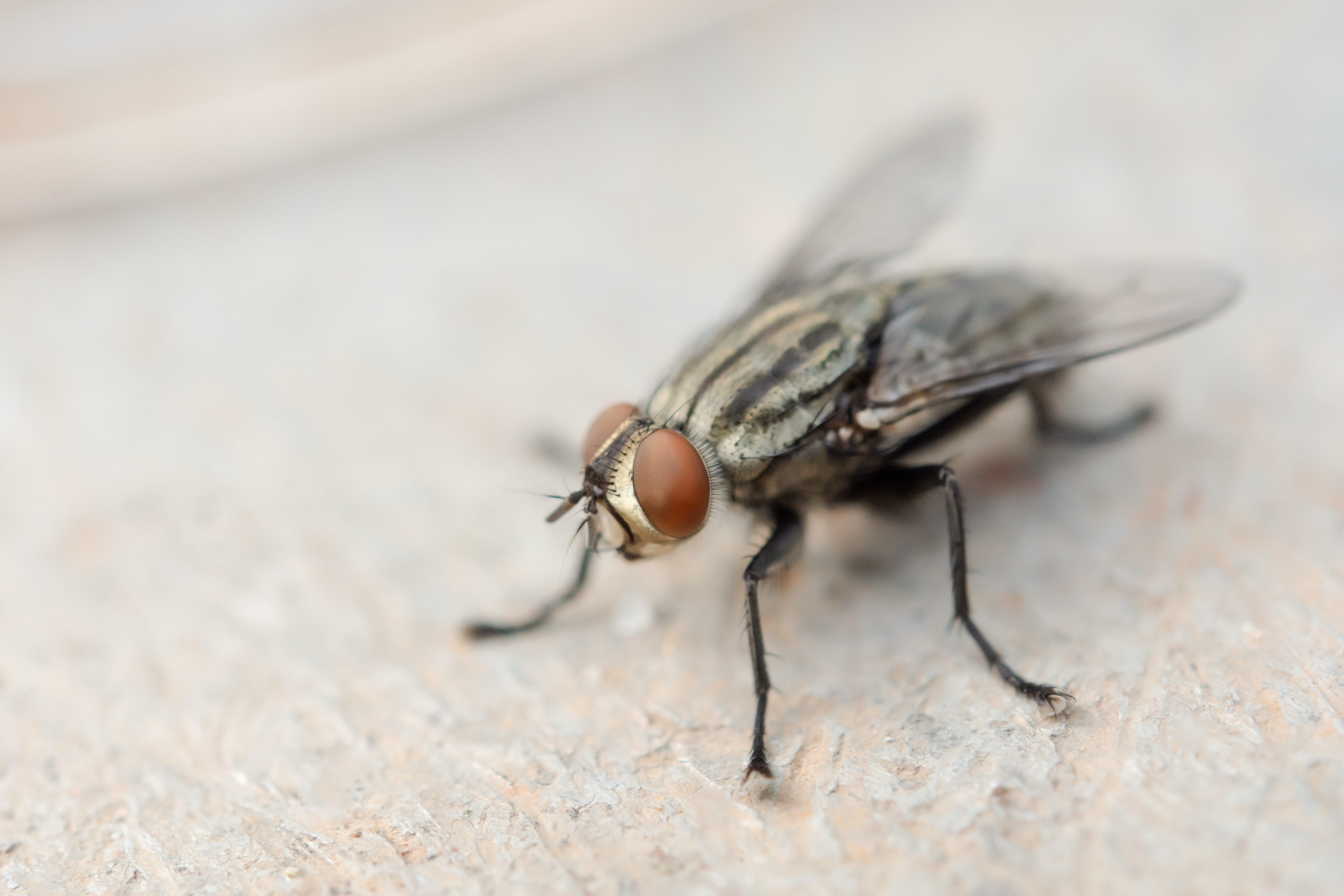 A female common house fly can produce up to 500 eggs in her lifetime