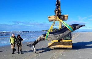 Moment world's rarest whale is found & experts know 'almost NOTHING' about it