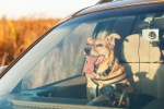 Happy ginger red mix breed dog smiling with his tongue hanging out, looking out of family car window. Sunset time summer wallpaper. Grunge solar bright effect. Pets travel concept.