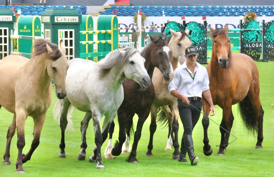 The RDS Dublin Horse Show takes place this week