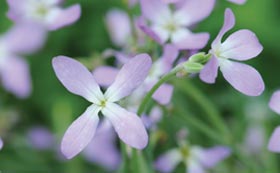 Scented Annuals