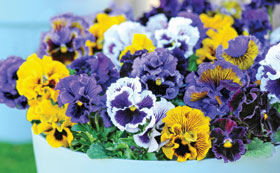 Winter Flowering Annuals