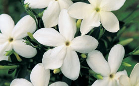 Jasmine