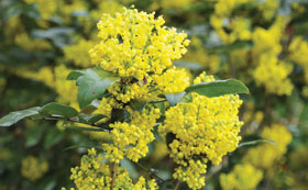 Winter Flowering Shrubs