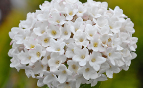 Viburnum