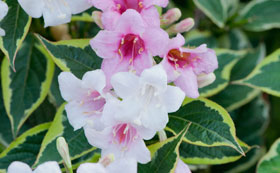 Weigela