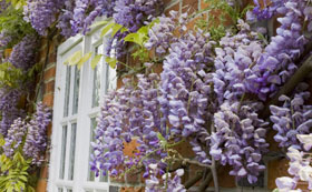 Wisteria Shrubs