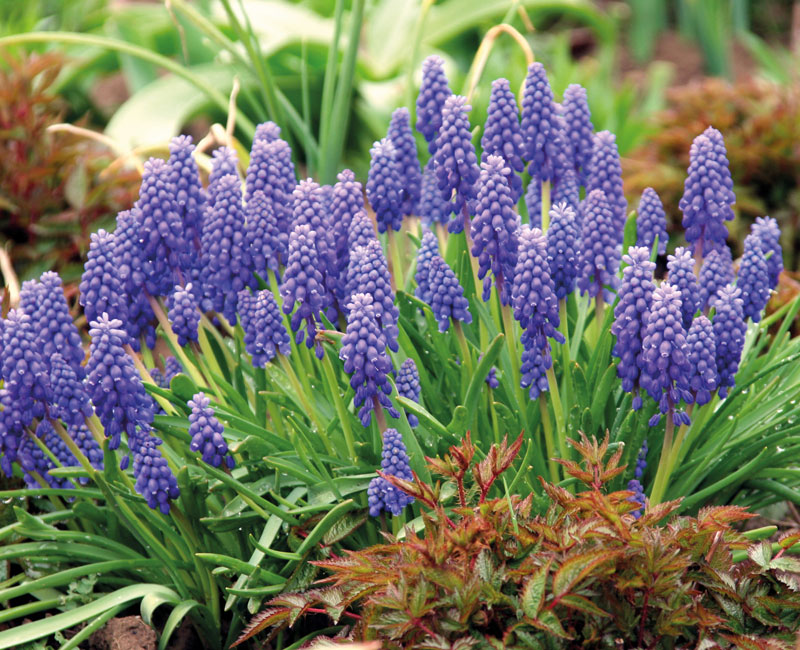 Muscari armeniacum