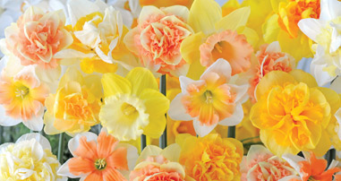 Top 10 spring flowering bulbs