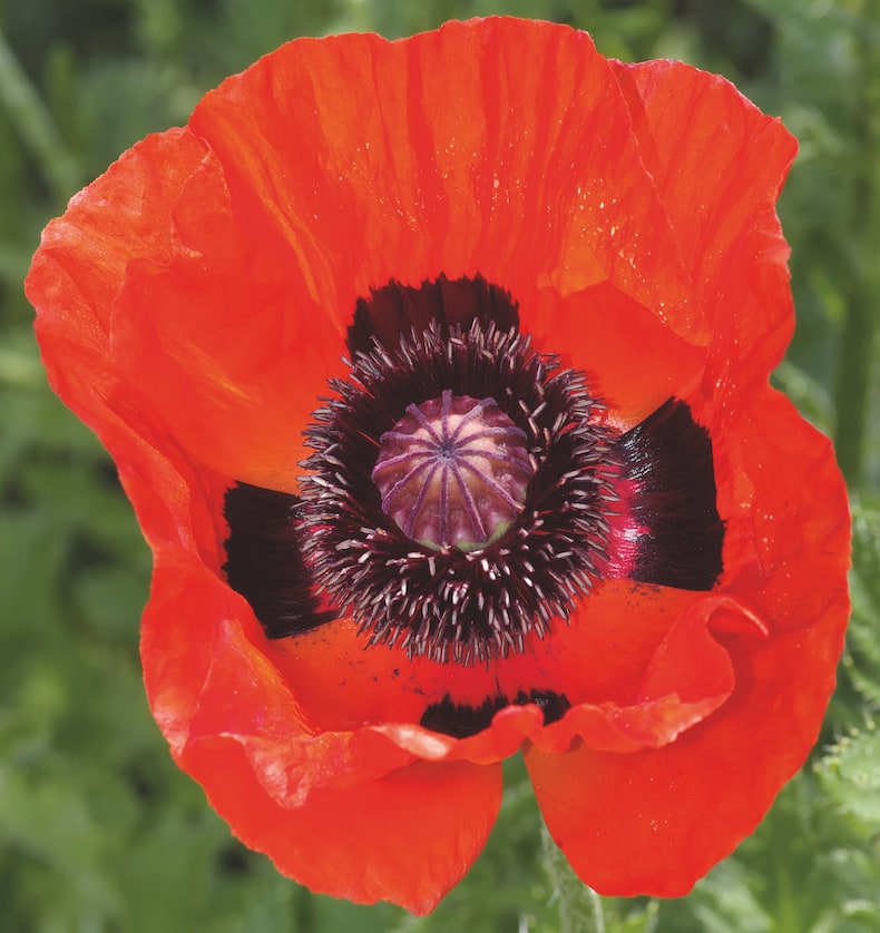 Great Scarlet Poppy