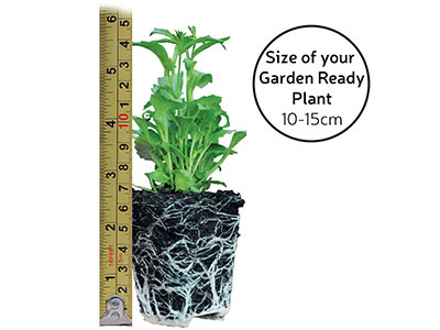 Garden Ready Plants measurements