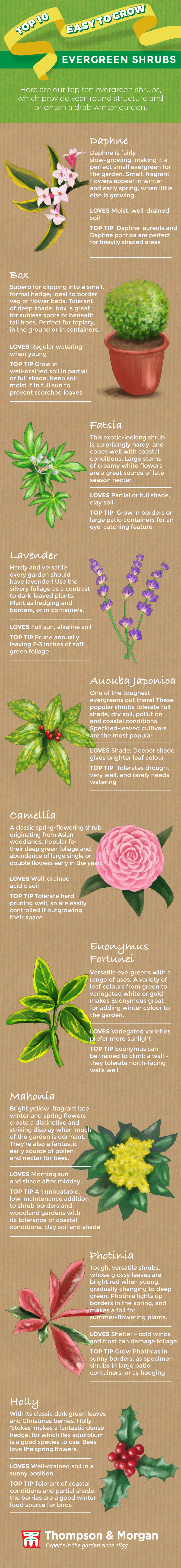 top ten evergreen shrubs infographic from thompson & morgan