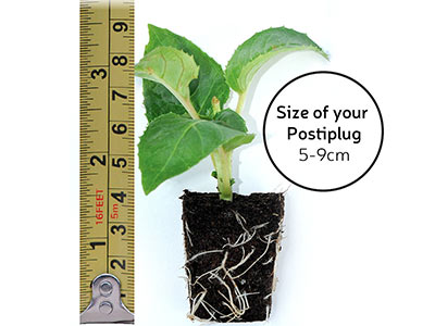 Postiplugs measurements