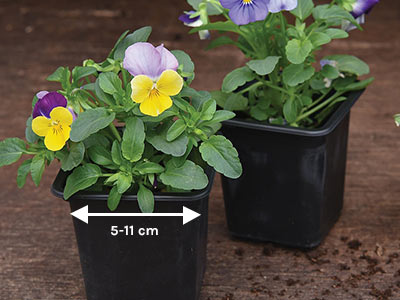 Potted plant measurements