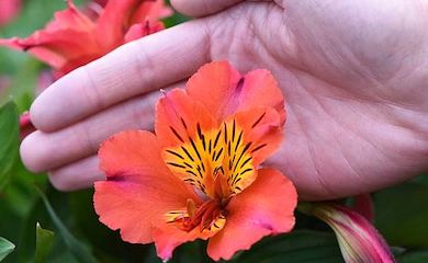 Alstroemeria 'Holiday Valley' (Summer Paradise Series) from Thompson & Morgan