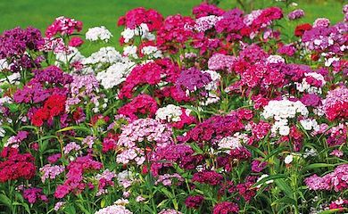 Sweet William âMixedâ from Thompson & Morgan