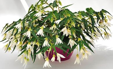 Begonia âSanta Barbaraâ from Thompson & Morgan