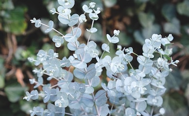 Eucalyptus gunnii 'Azura' from Thompson & Morgan