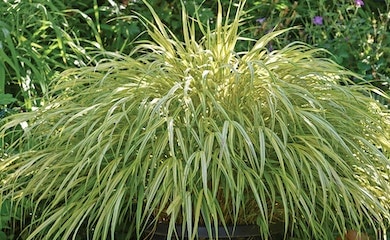 Hakonechloa macra 'Aureola' from Thompson & Morgan