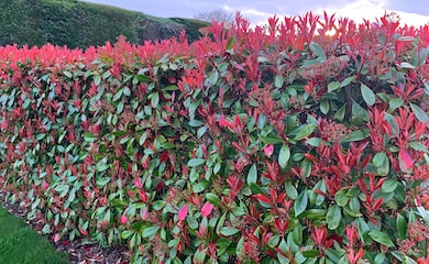 Photinia x fraseri 'Red Robin' from Thompson & Morgan