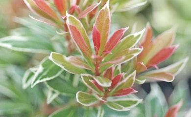 Pieris japonica 'Little Heath' from Thompson & Morgan