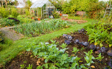 Greenhouse in garden