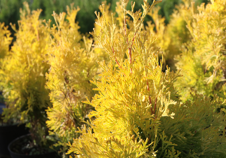 Thuja occidentalis 'Jantar' hedging from Thompson & Morgan