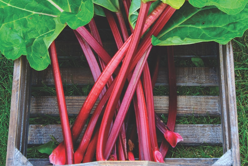 Clean rhubarb stems in wooden container