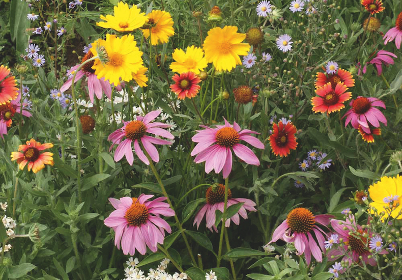 Honey Bee Flower Mixed from Thompson & Morgan