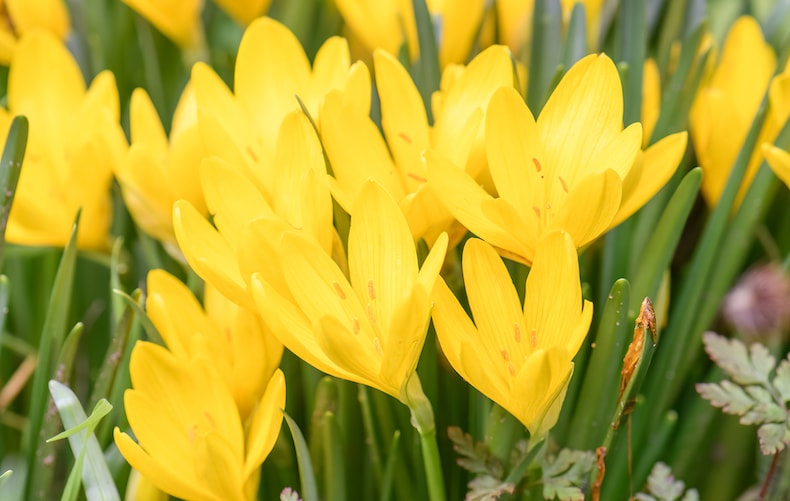 Group of yellow sternergia flowers