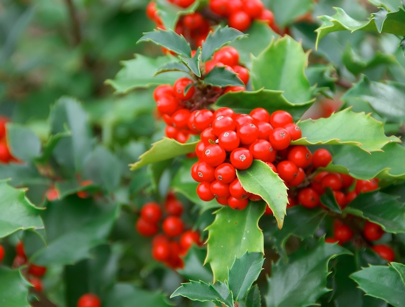 Holly Ilex aquifolium from T&M