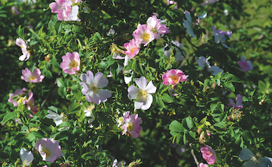 Dog rose (hedging) from T&M