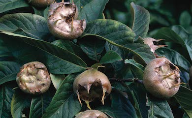 Medlar âNottinghamâ from T&M