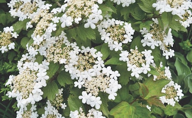 Guelder Rose from T&M