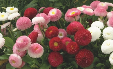 Bellis 'Bellisima Mixed' from Thompson & Morgan